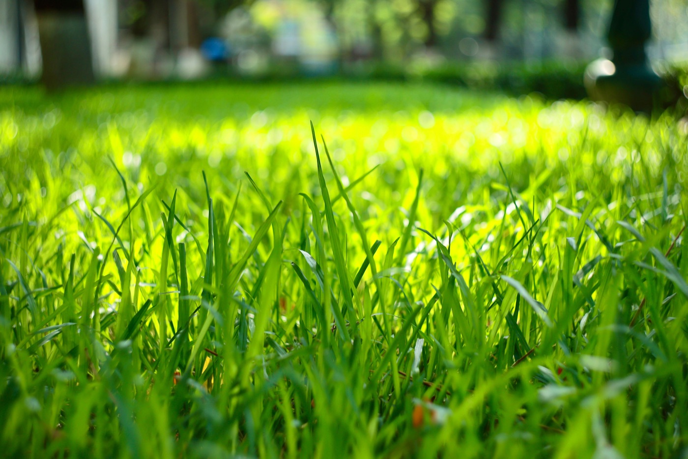 Lush, healthy green grass